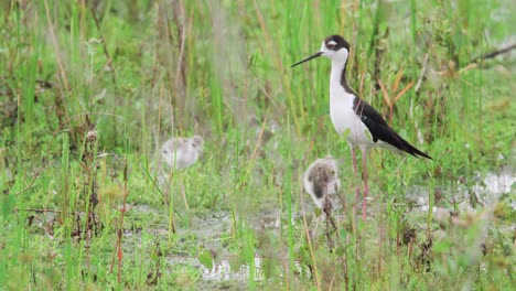 black necked stilt bird walking with two baby chicks in marsh habitat