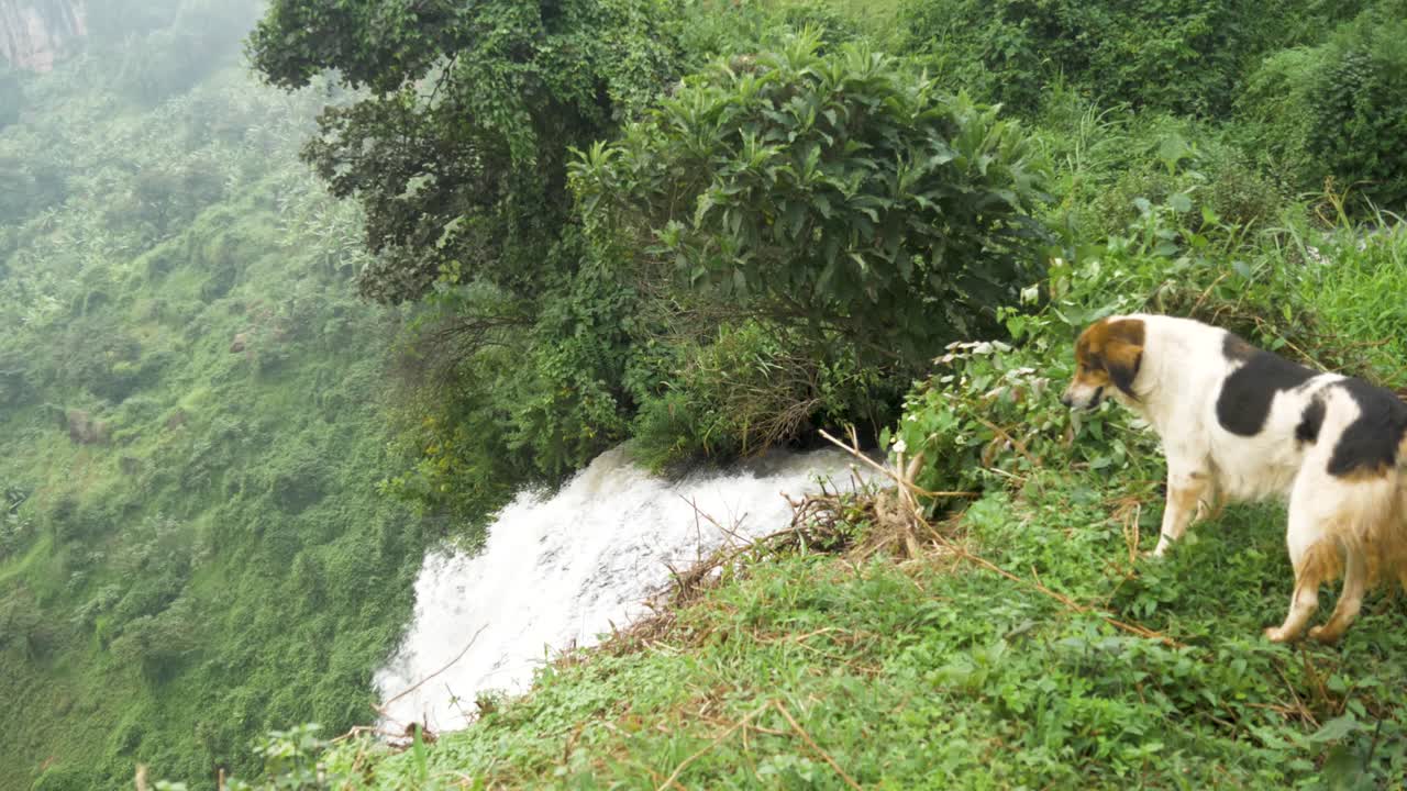 우간다 시골의 폭포 가장자리를 바라보는 흰색과 검은색 현지 개
