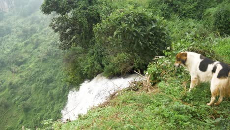 a white and black local dog looks over the edge of a waterfall in rural uganda