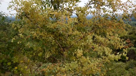 yellow leaves on trees blowing in breeze on a windy day