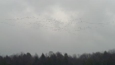 Kanadische-Gänse,-Die-über-Baummigration-Fliegen---Zeitlupe