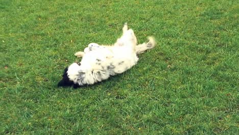 Spotted-white-dog-with-black-around-the-eye-joyfully-playing-with-a-yellow-apple-on-the-grass