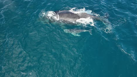 Nahaufnahme-Einer-Buckelwalmutter,-Die-Beim-Ausatmen-Wasser-Ausstößt-Und-Mit-Ihrem-Kalb-Schwimmt