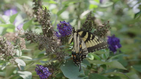 Monarchfalter-Bestäubt-Lila-Blüten-Und-Fliegt-In-Zeitlupe-Davon