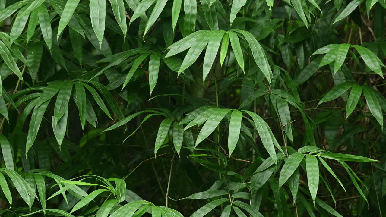 hojas de bambú moviéndose con el viento en el parque nacional kaeng krachan en tailandia, patrimonio mundial de la unesco
