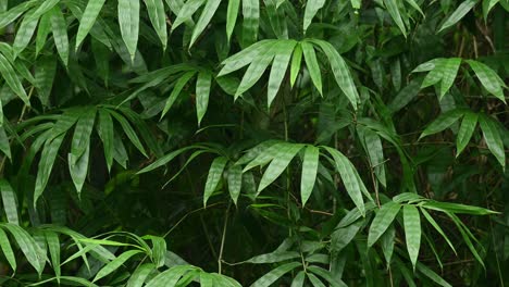 Bamboo-leaves-moving-with-the-wind-in-Kaeng-Krachan-National-Park-in-Thailand,-UNESCO-World-Heritage