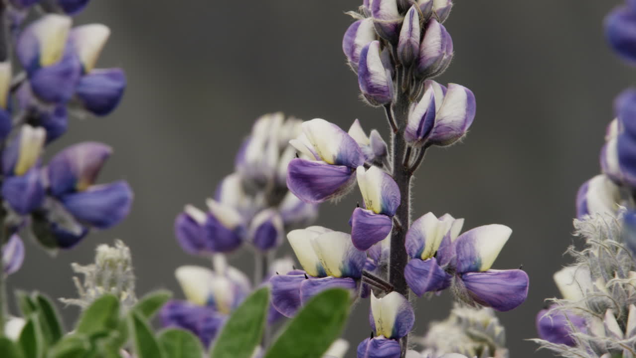 아이슬란드 시골에서 강하게 자라는 nootka lupins의 오른쪽에서 왼쪽으로 트럭 운전 샷