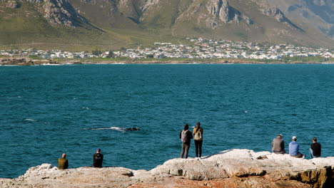 southern right whales close to shore in hermanus