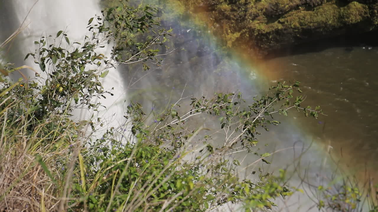 el arco iris se forma alrededor de la cascada en el bosque rodeado de arbustos verdes