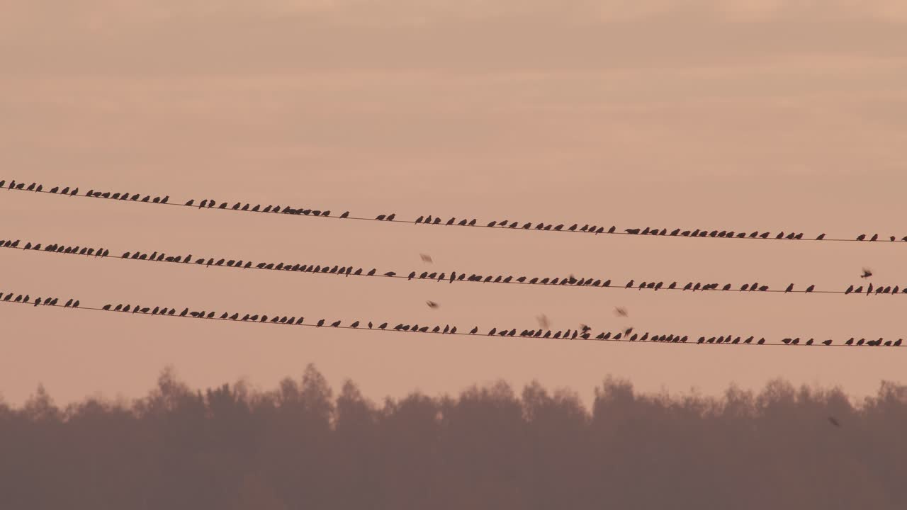 Flock of starlings birds sitting on power line on sunrise sky background light