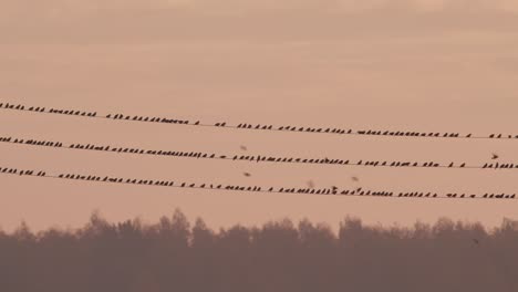bandada de pájaros estorninos sentados en la línea eléctrica en la luz de fondo del cielo del amanecer