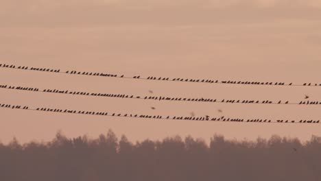 flock of starlings birds sitting on power line on sunrise sky background light