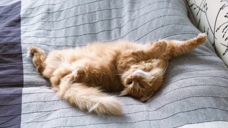 cute ginger cat lying belly up in bed on grey blanket, fluffy pet is going to sleep. cozy home background