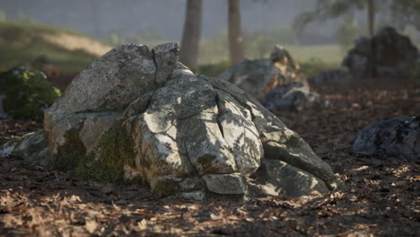 rocks in a forest landscape