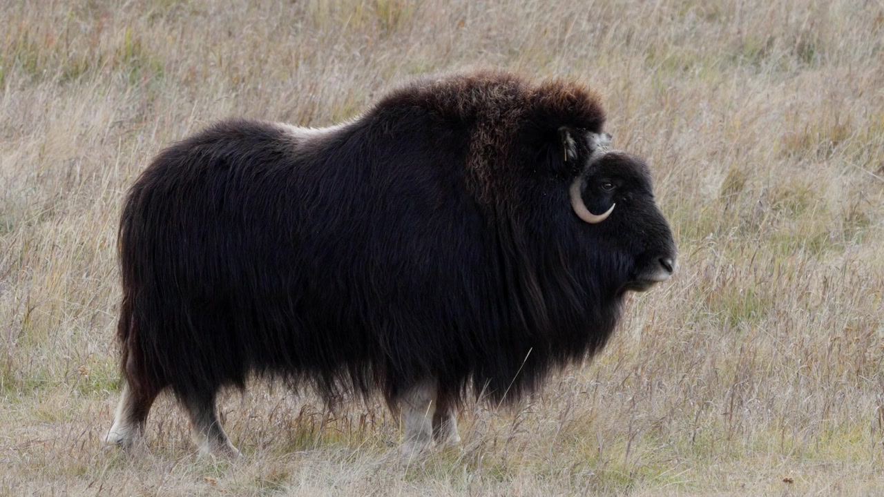Buoi muschiati (Ovibos moschatus) nel versante settentrionale dello Yukon vicino a Whitehorse, Canada. Inquadratura statica
