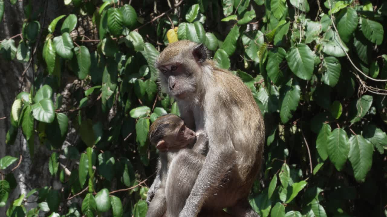 Monkey with baby in Batu Caves, Kuala Lumpur, nature, slow-mo, caring moment