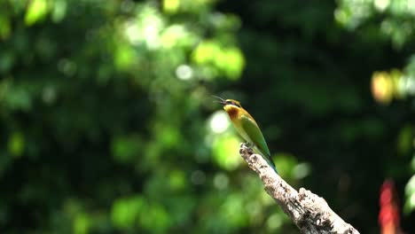 Ein-Wunderschöner-Bienenfresser-Mit-Blauem-Schwanz,-Der-Auf-Dem-Ast-Im-Hampstead-Wetland-Singapur-Hockt