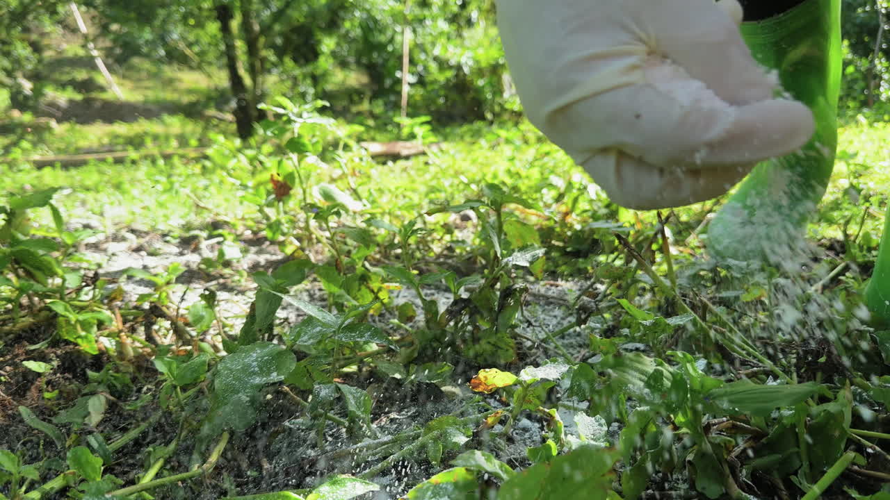 Agricoltore che indossa guanti protettivi e stivali di gomma mentre sparge calce agricola a Moc Chau, Vietnam, trattamento del suolo dopo il raccolto delle prugne