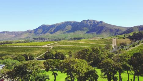 viñedos aéreos al sol con montañas al fondo