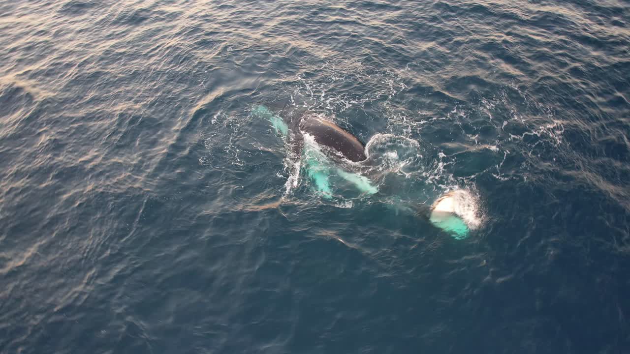 Humpback Whales Spinning And Blowing Water In The Ocean In New South Wales, Australia