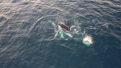 Ballenas-Jorobadas-Girando-Y-Soplando-Agua-En-El-Océano-En-Nueva-Gales-Del-Sur,-Australia