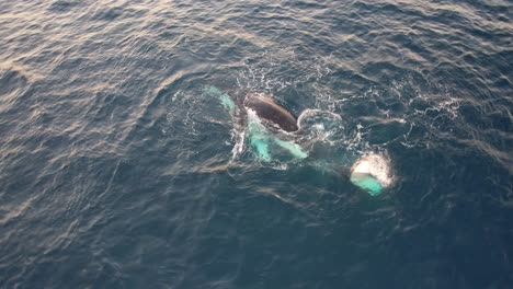 humpback whales spinning and blowing water in the ocean in new south wales, australia