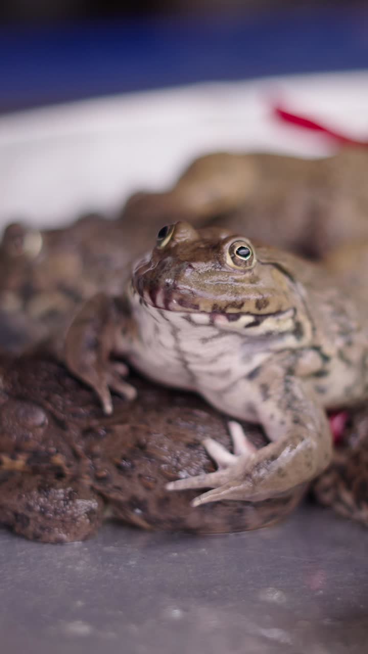 A frog resting on another frog