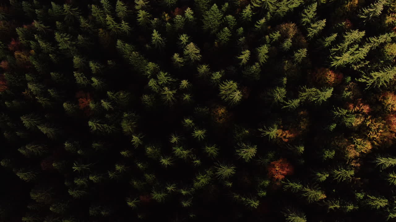 Top view of a vibrant scenery with coniferous forest, multi colored treetops