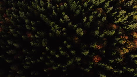 top view of a vibrant scenery with coniferous forest, multi colored treetops