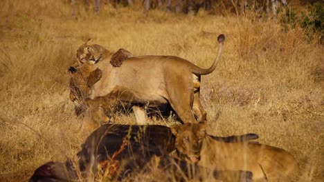 young male lions interacting near buffalo carcass