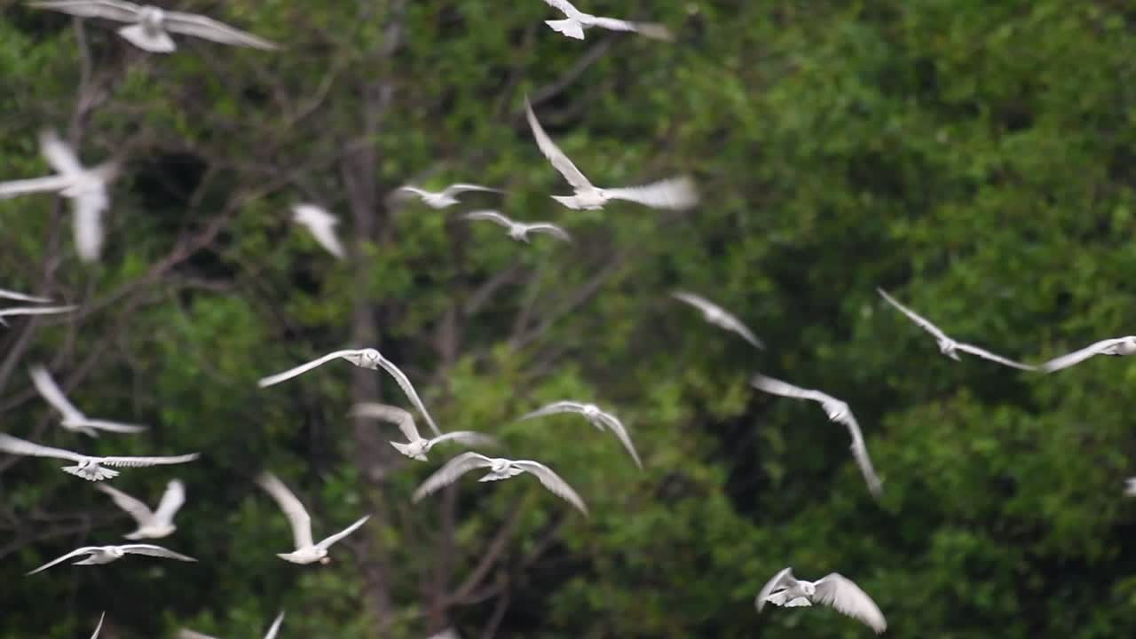제비갈매기는 전 세계 바다, 강 및 기타 더 넓은 수역에서 볼 수 있는 바닷새입니다.