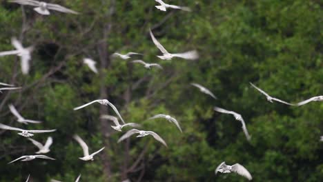 Los-Charranes-Son-Aves-Marinas-Que-Se-Pueden-Encontrar-En-Todo-El-Mundo-En-El-Mar,-Ríos-Y-Otros-Cuerpos-De-Agua-Más-Amplios