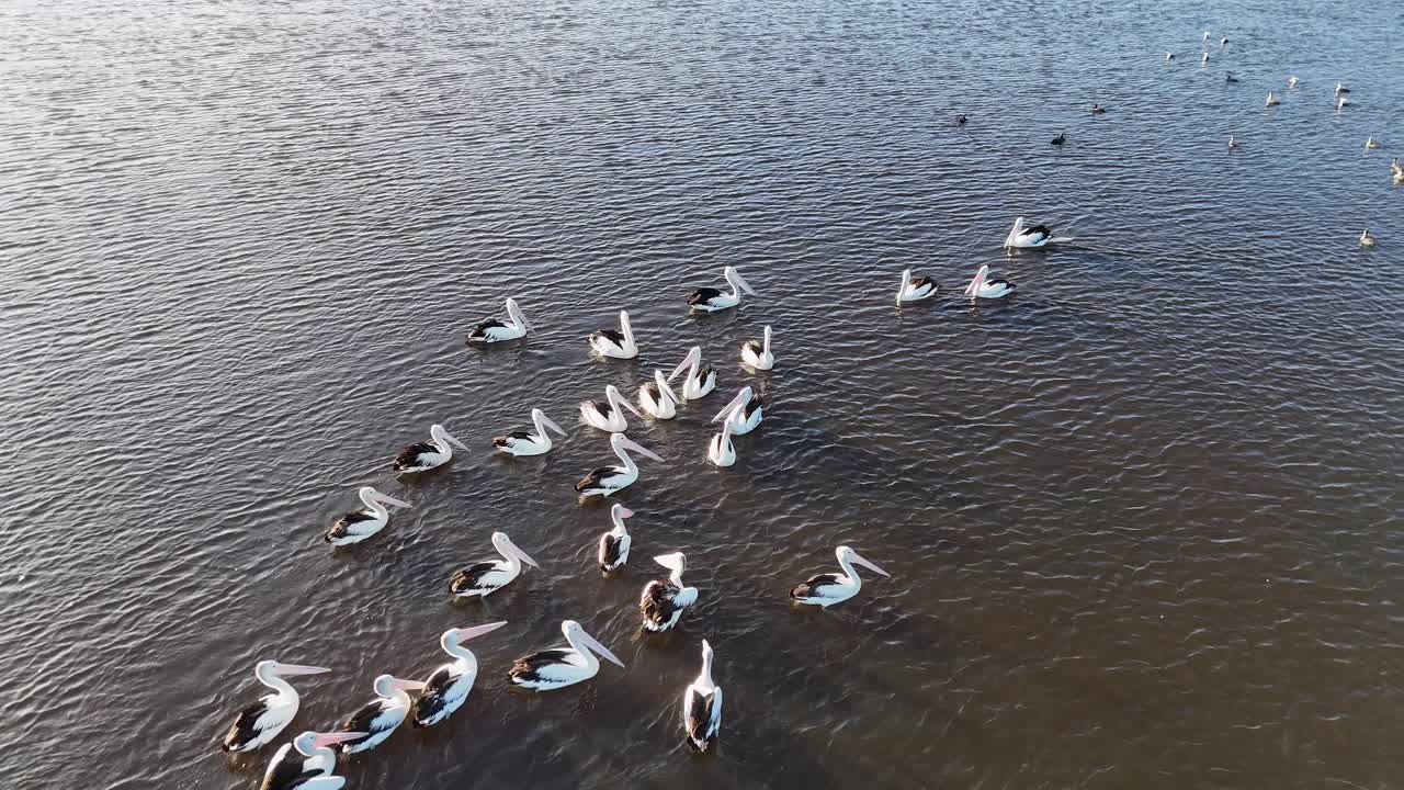 Drone captures pelicans swimming in Brunswick Heads river at sunset. Soft lighting and serene water create a tranquil scene