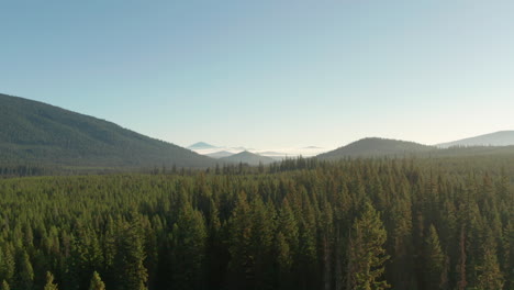 aerial shot over dense pine forest towards beautiful mountains