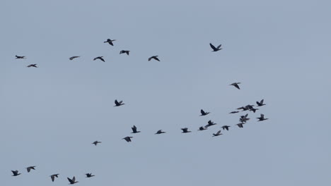 Vogelschwarm,-Der-Gemeinsam-In-Formation-Vor-Einem-Klaren-Himmel-Aufsteigt