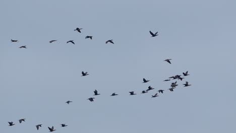 bandada de pájaros volando juntos en formación contra un cielo despejado