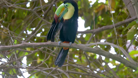 close up of keel-billed toucan , sitting on branch in rainforest of ecuador