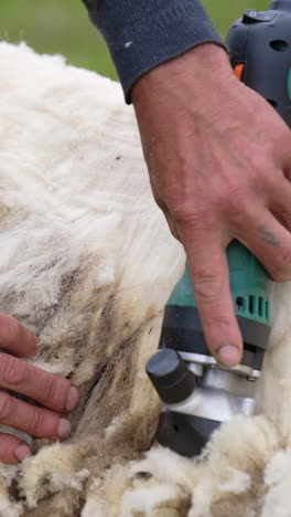 close up of shearing sheep