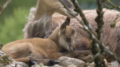 Close-up-shot-of-young-cute-Chamois-resting-outdoors-with-mother-in-mountains