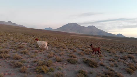 beautiful mother llama and her cub in the highlands of atacama desert, chile, south america