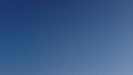 Vögel-Fliegen-Am-Blauen-Himmel-In-4k