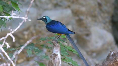 close up of exotic tropical blue bird perched on branch of tree in nature