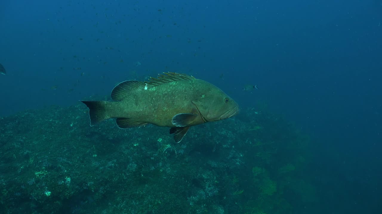 Mediterranean Grouper Mero swimming slowly by camera
