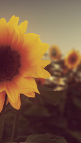 close-up of a sunflower in a field