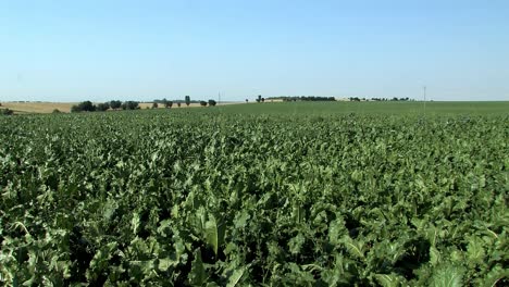campo de remolacha azucarera en magdeburger boerde, alemania