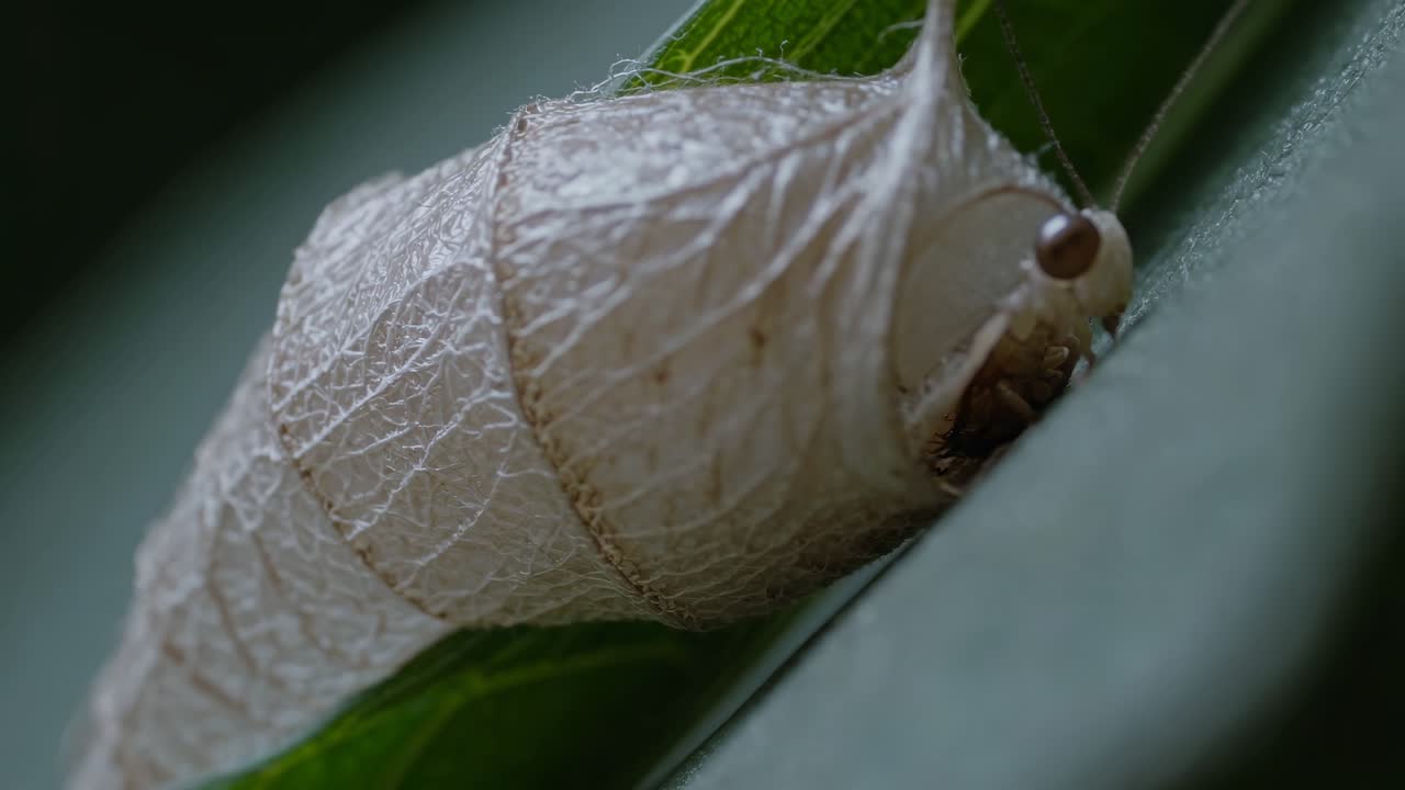 Close-up of a moth chrysalis on a leaf