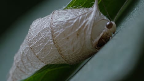 close-up of a moth chrysalis on a leaf