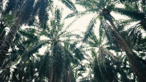 las palmeras