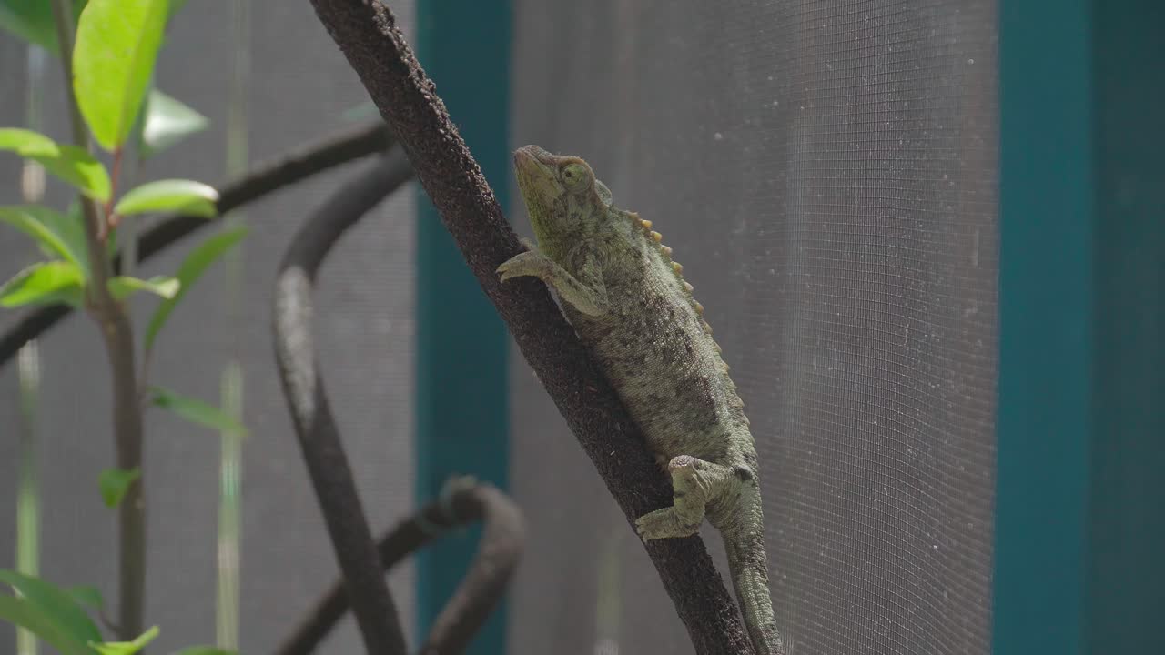 camaleón jackson sentado en una rama