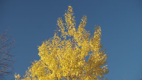 Hojas-De-Abedul-Plateado-Amarillo-Brillante-En-Un-Viento-Otoñal-Enérgico-Contra-Un-Cielo-Azul-Brillante,-Warwickshire,-Inglaterra